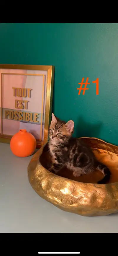 kittens (harness trained), View more