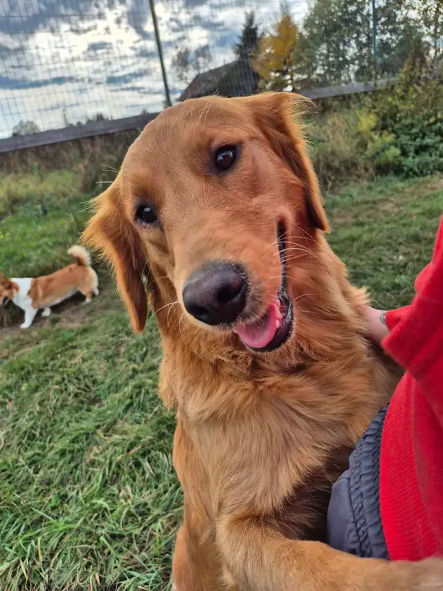 Adorables Chiots Golden Retriever in Dogs & Puppies for Rehoming in St-Georges-de-Beauce - Image 8