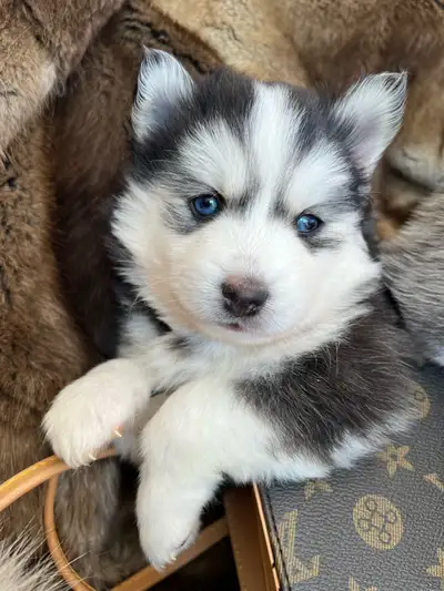Pomsky puppies coming soon!, View more