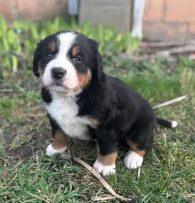 7 Adorable Bernese Mountain Puppies, View more