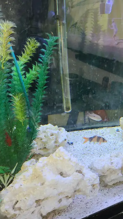 Aquatic fish for sale, View more