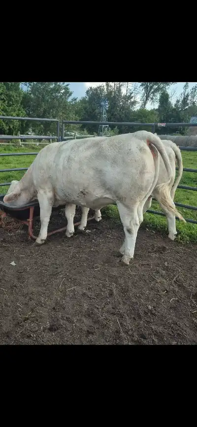 AGRI-BLOK Available now Improve herd health and Performance by ensuring consistent nutrition intake...