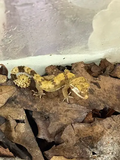 elok gecko cb bébé , View more