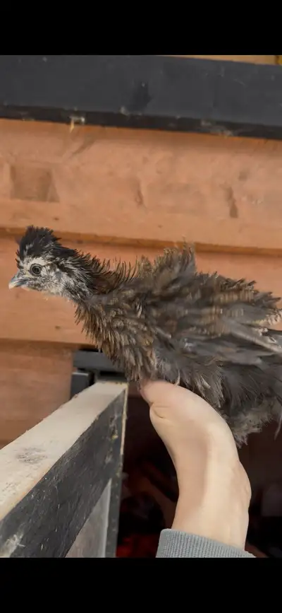 Fluffy Bantam silkie frizzle x silkie mix Chicks , View more