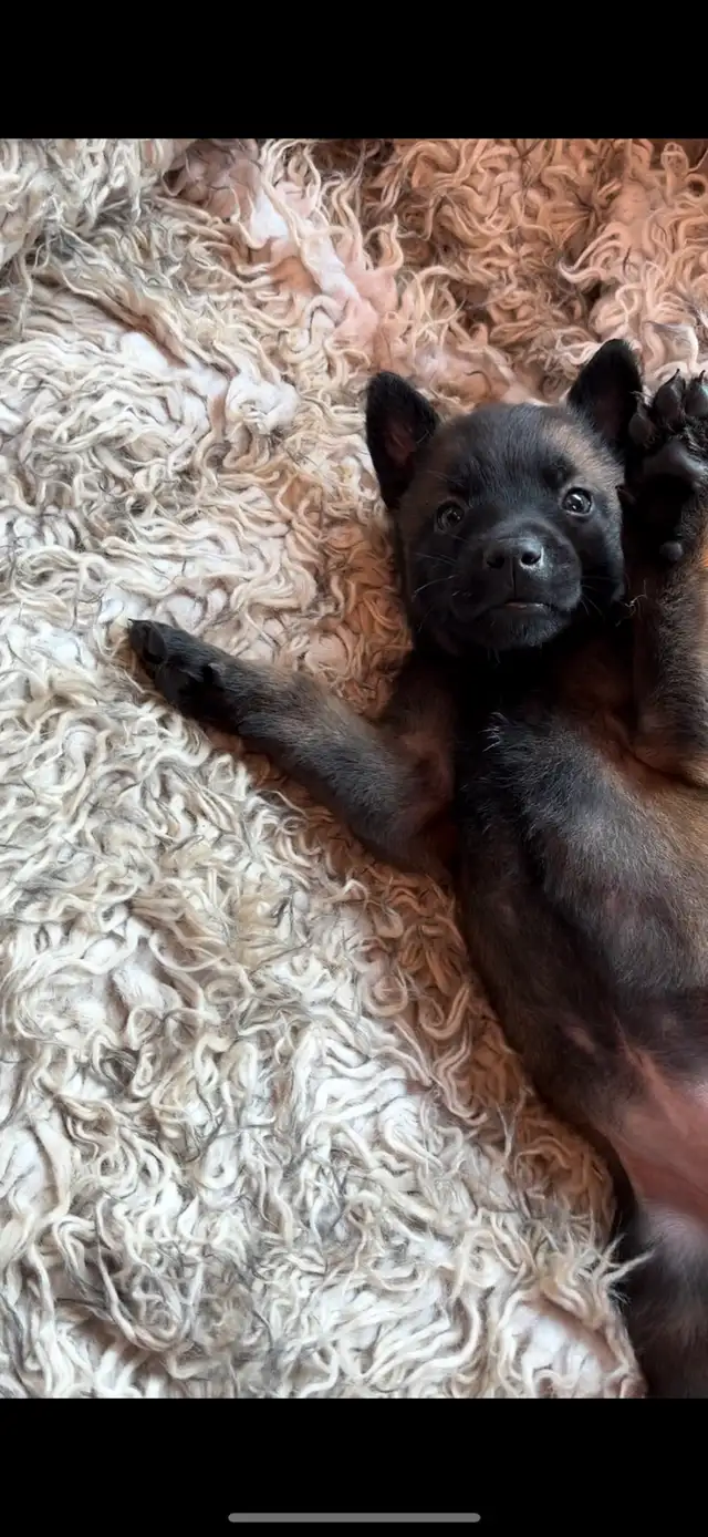 ONLY 4 BELGIAN MALINOIS PUPPIES LEFT in Dogs & Puppies for Rehoming in Edmonton - Image 8