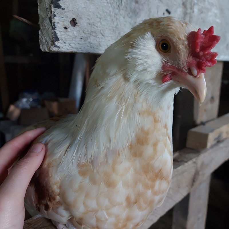 Variety of boys Livestock Brockville Kijiji