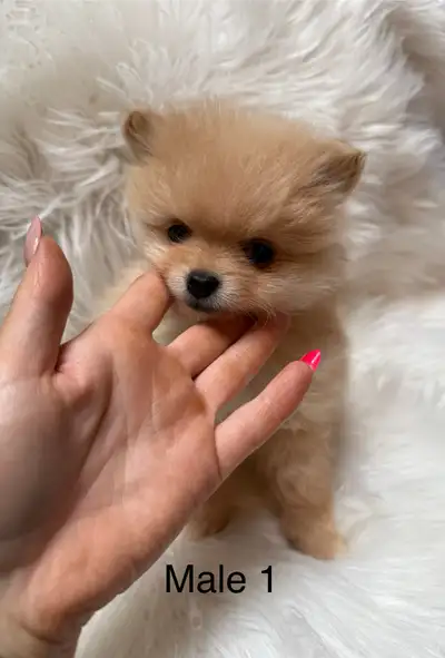 Pomeranian puppies!!, View more
