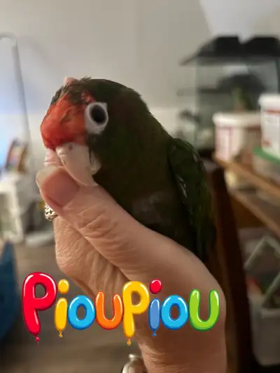 bébé conure couronne rose  , View more