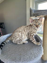 Top quality TICA registered Bengal kittens 