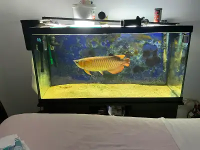 Super Red Arowana, View more