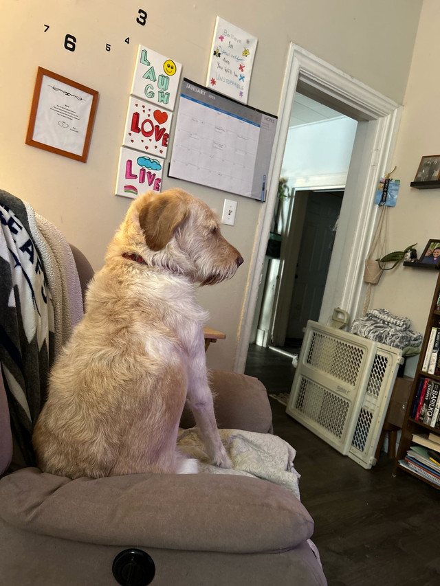 3 year old female labradoodle in Dogs & Puppies for Rehoming in Woodstock - Image 4