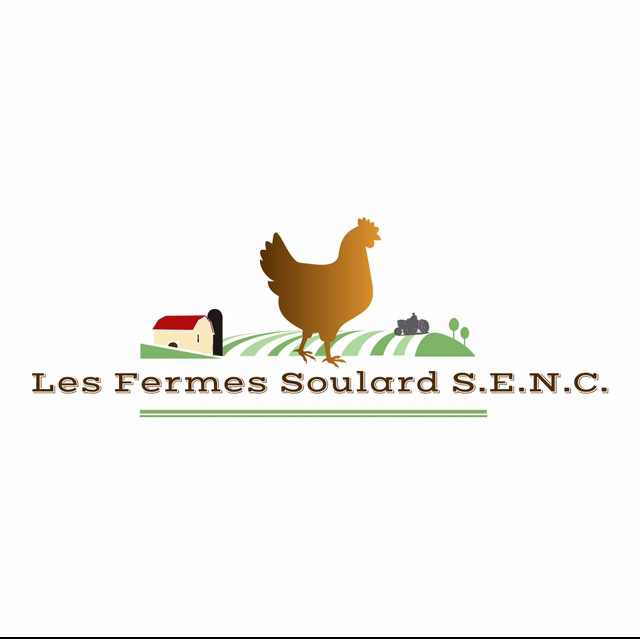 Poules pondeuses brunes dans Animaux de ferme  à Longueuil/Rive Sud - Image 2