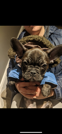 Extra Small puppy coat 