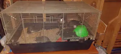 5 Rats and a cage, View more