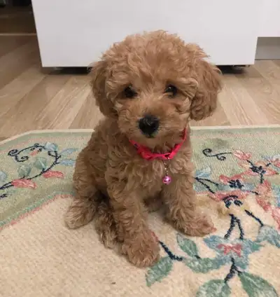 TRAINED Toy Poodle Puppy Ready to Go, View more