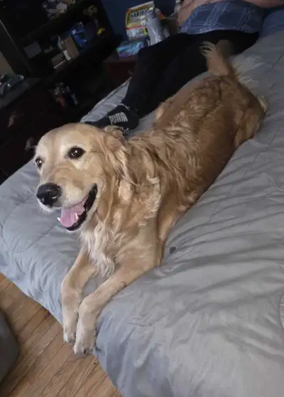 CKC  purebred Golden Retrievers, View more