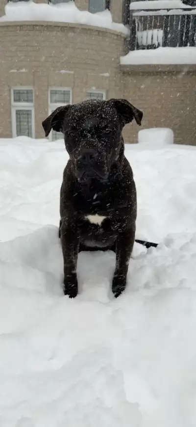 American XL Bull Dog MALE, View more