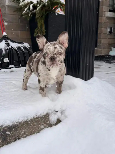 BULLDOG FRANCAIS/FRENCH BULLDOG, View more