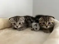 Scottish fold kittens (new photos - 6 weeks)