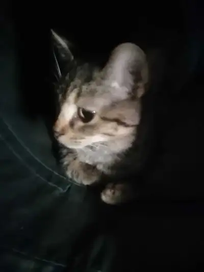 Petite chatte tabby tigrée à vendre, View more