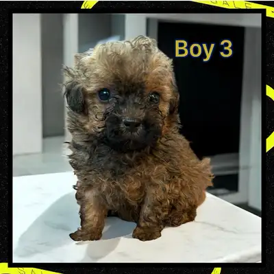 Beautiful , super social and playful puppies. Hypoallergenic. They are 3/4 poodle and 1/4 shih tzu....