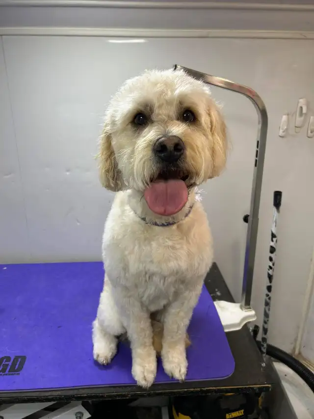 Mobile Dog Grooming in Animal & Pet Services in Calgary - Image 6