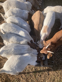 Doeling goats 