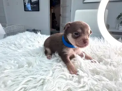 Chihuahua Tricolore Chocolat, View more