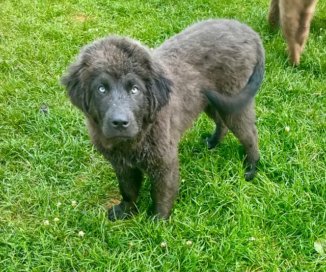 Chiots Terre-Neuve in Dogs & Puppies for Rehoming in West Island - Image 4