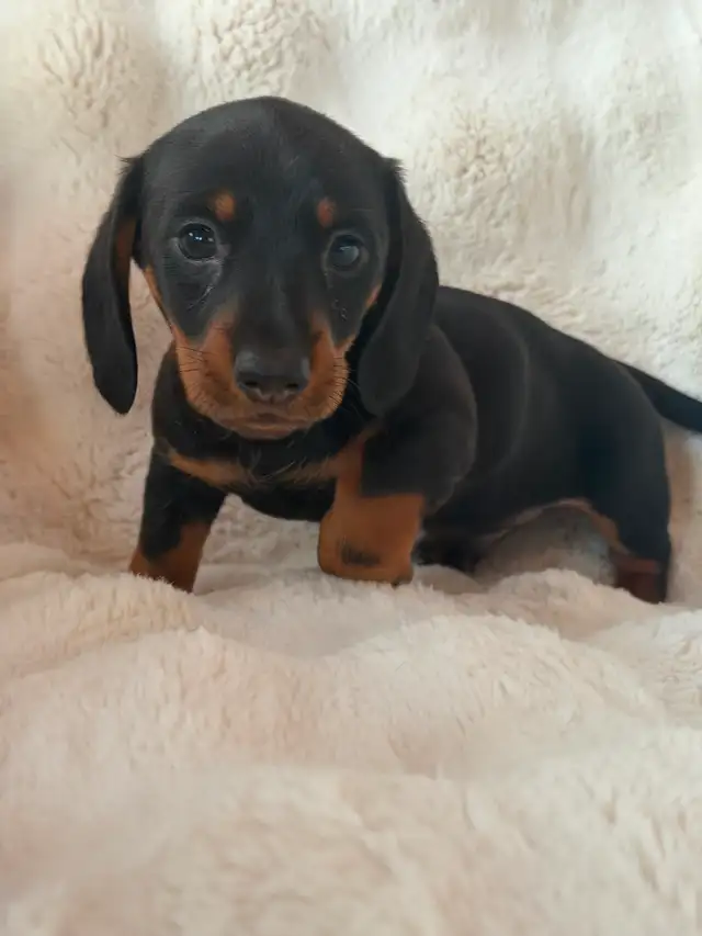 Dachshund Puppies in Dogs & Puppies for Rehoming in Vernon - Image 5