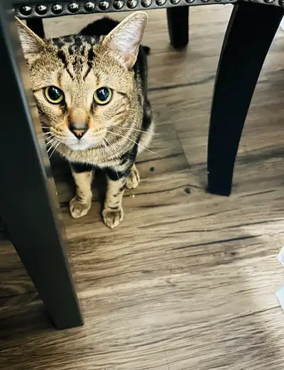Lovely bengal/ tabby mix BOY cat. He’s super friendly & loves kids! ~1 years old~