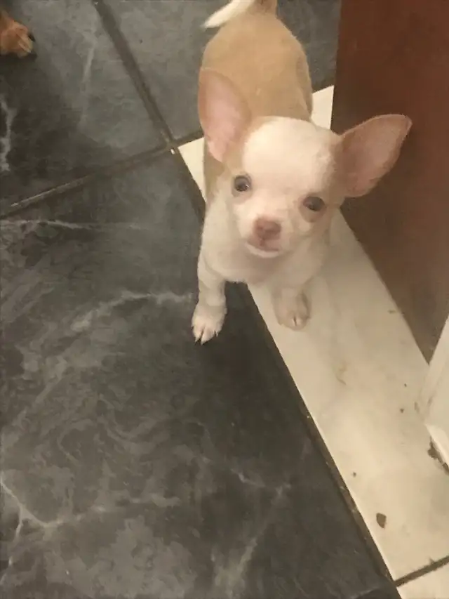 chihuahua in Dogs & Puppies for Rehoming in Laval / North Shore - Image 4