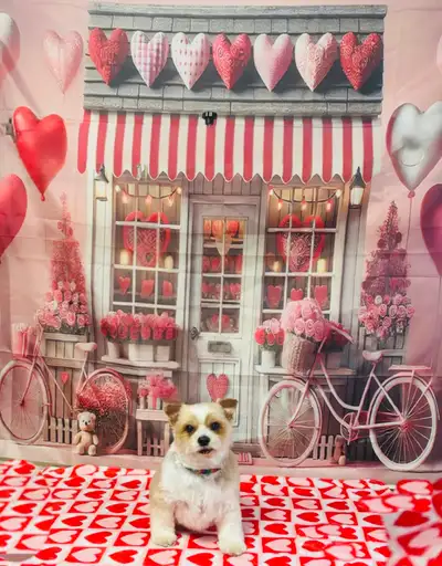 Hello! I’m a dog groomer located in Bonavista. I do all breeds of dogs big and small. I have no issu...