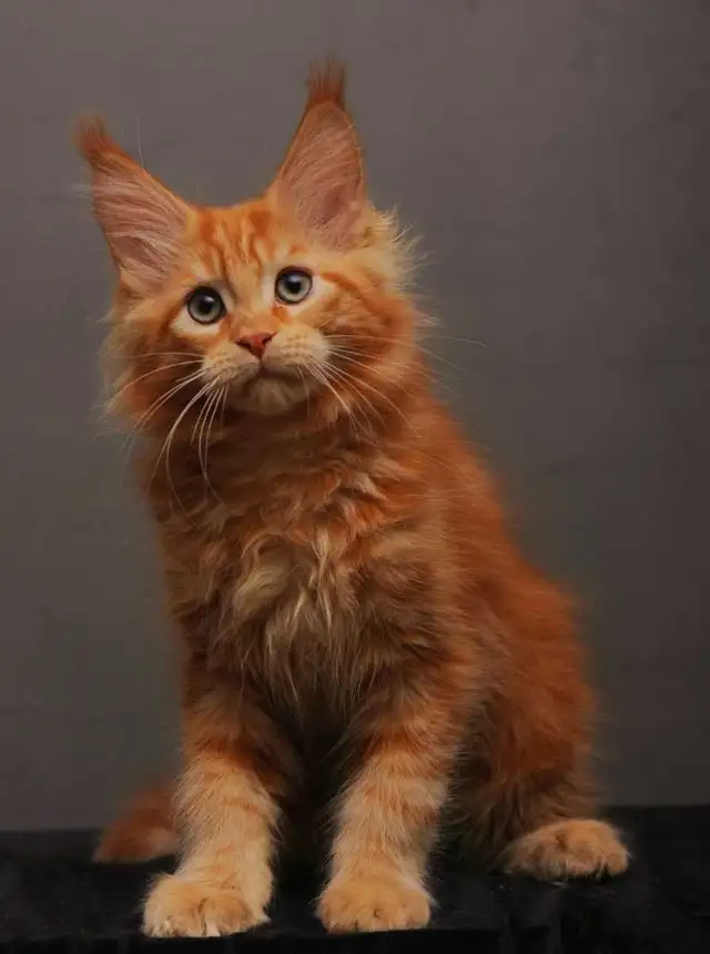 VORTEX- GORGEOUS RED MAINE COON male (WCF)