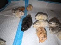 Serama Chicks ( marked down ) Silkies (sold)