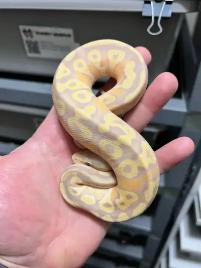 BALL PYTHONS AVAILABLE, View more