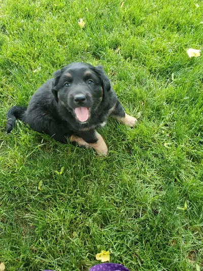 text or call 289-536-0750 We have 2 females and 1 Males vaccinated and dewormed already. Have been c...
