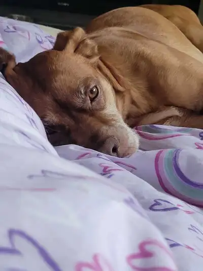 Looking for a free dog in need of a loving home, View more