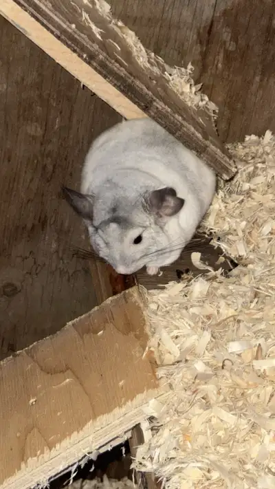 looking for chinchilla , View more