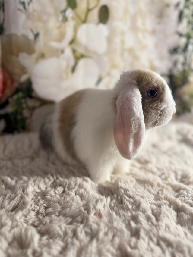 Holland Lop Bunny in Small Animals for Rehoming in Norfolk County - Image 2