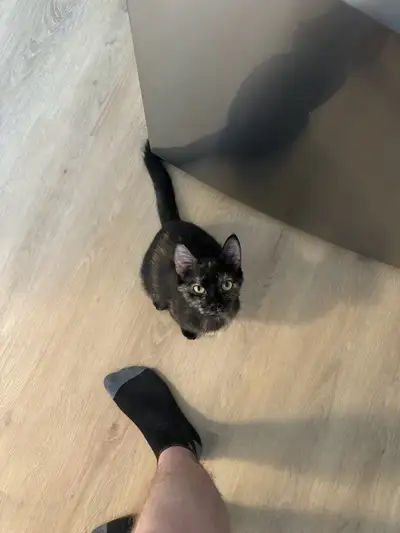 Under 1 Year Old Cat, View more