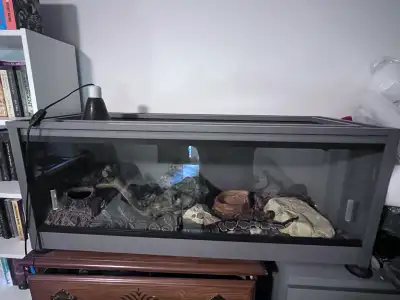 Ball python, View more