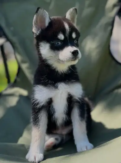 Pomsky puppies, View more