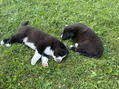 Purebred Border Collie Puppies, View more