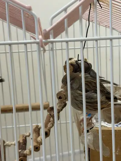 2 males 2 females canaries, View more