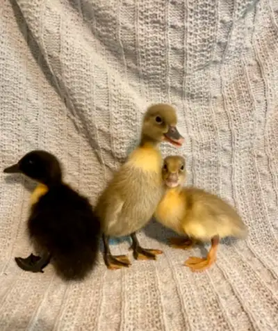 Pure Swedish ducklings female or straight run, View more