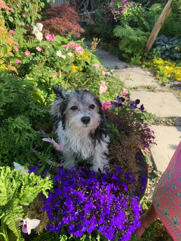 Beautiful havashire puppies in Coquitlam Dogs & Puppies for Rehoming