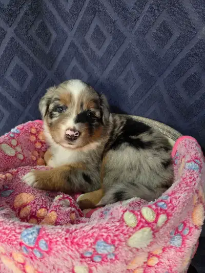 Berger Australien - Australian sheperd, View more