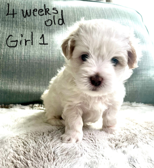 Beautiful Shih Tzu-Poodle/ Maltese-Poodle puppies  in Dogs & Puppies for Rehoming in Calgary