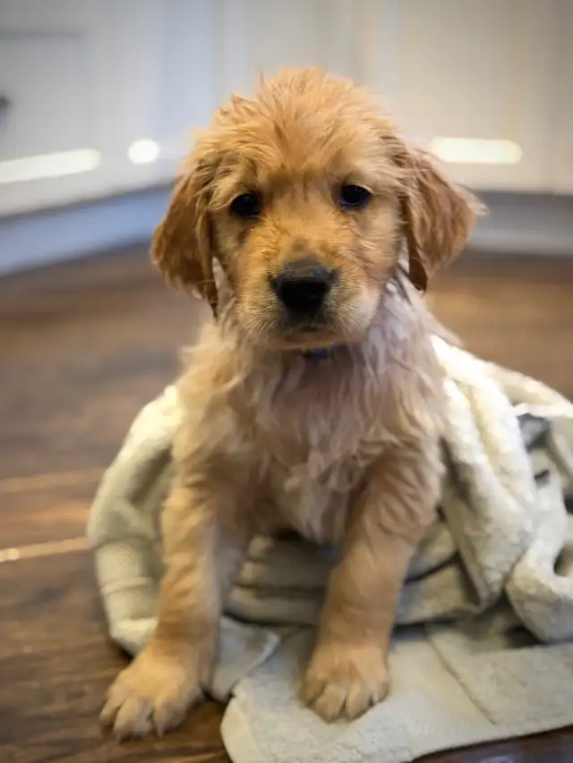 Golden Retriever Puppies: Show Lines! OFA CHIC certified! in Dogs & Puppies for Rehoming in Norfolk County - Image 4